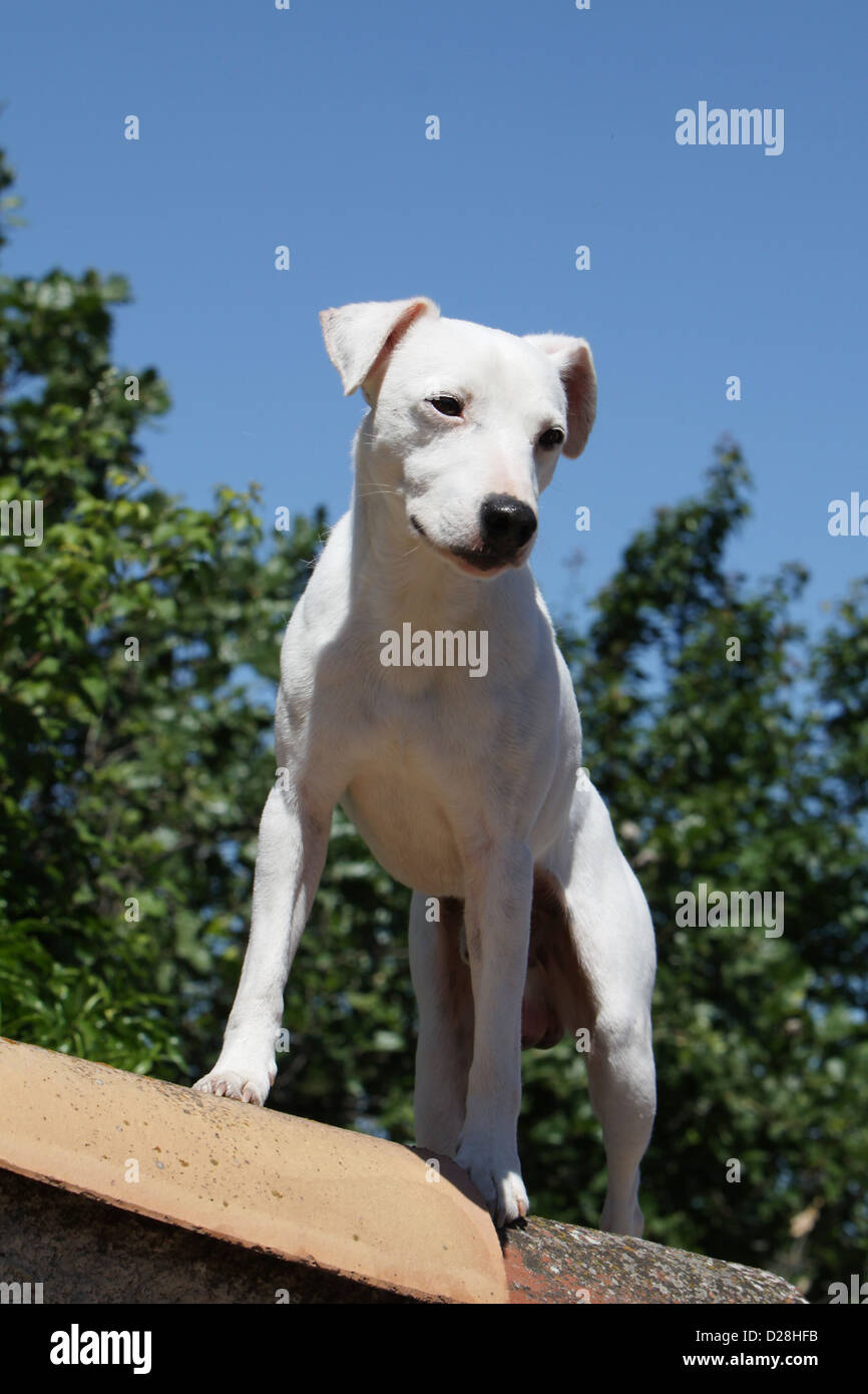 Cane Parson Russell Terrier adulto rivestimento liscio permanente bianco Foto Stock