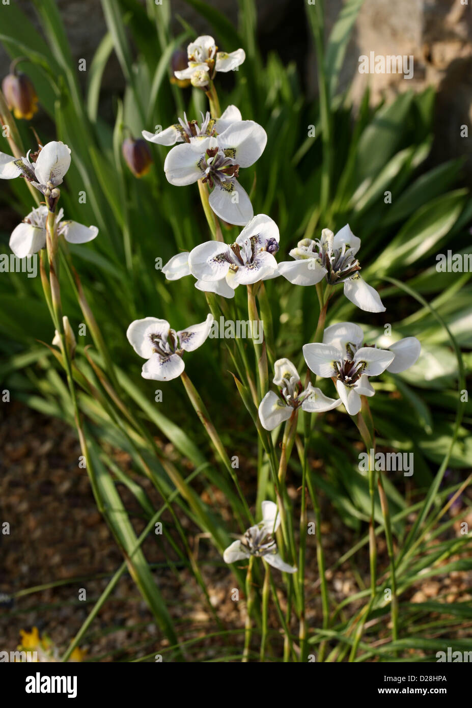 Moraea tricuspidata, Iridaceae, Provincia del Capo, in Sud Africa. Foto Stock