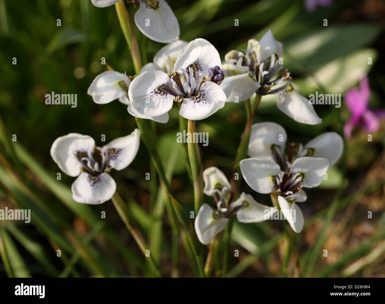 Moraea tricuspidata, Iridaceae, Provincia del Capo, in Sud Africa. Foto Stock