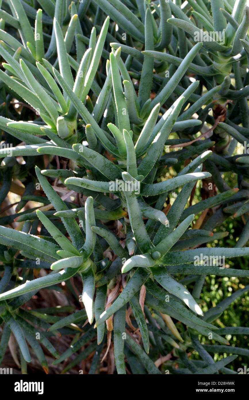 Maiden faretra dell albero, Aloe ramosissima, Xanthorrhoeaceae (Aloaceae). Sud Africa. Syn. Aloe dichotoma var. ramosissima. Foto Stock