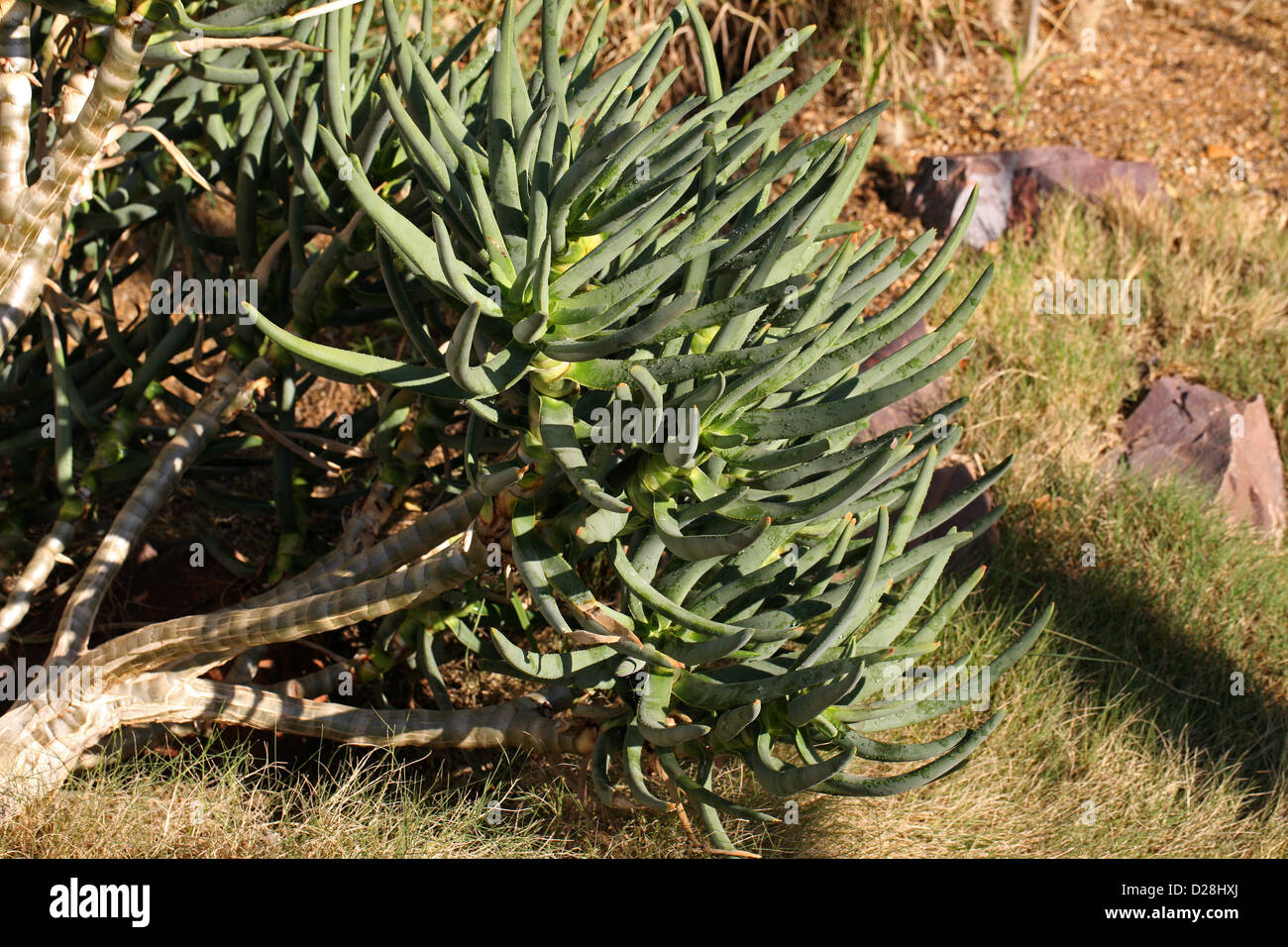 Maiden faretra dell albero, Aloe ramosissima, Xanthorrhoeaceae (Aloaceae). Sud Africa. Syn. Aloe dichotoma var. ramosissima. Foto Stock