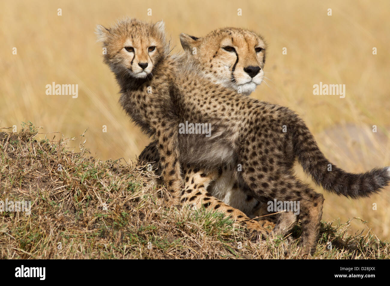 Cheetah madre e cub guarda da un tumulo termite nel Masai Mara Kenya Foto Stock Cheetah madre e cub guarda da un tumulo termite nel Masai Mara Kenya Foto Stock
