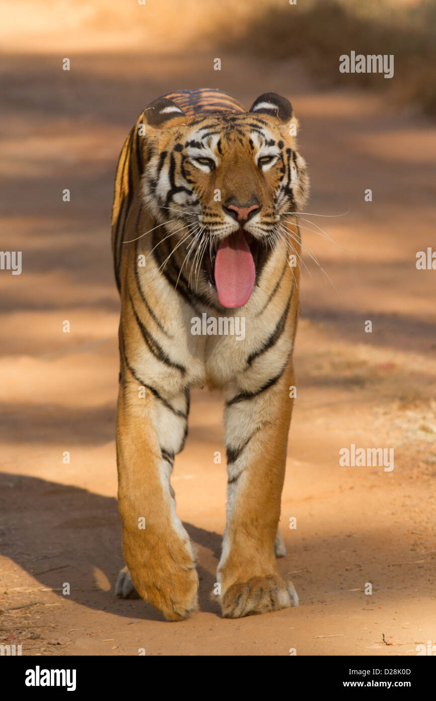 Tiger (Panthera tigris tigris) sbadigli mentre si cammina su una pista forestale in Tadoba National Park in India Centrale Foto Stock
