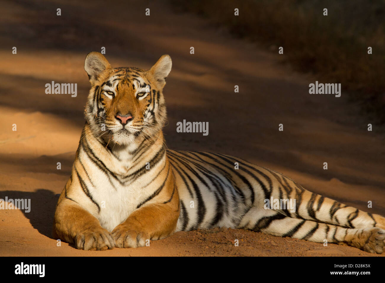 Tiger (Panthera tigris tigris) seduto su di una pista forestale in Tadoba National Park in India Centrale Foto Stock