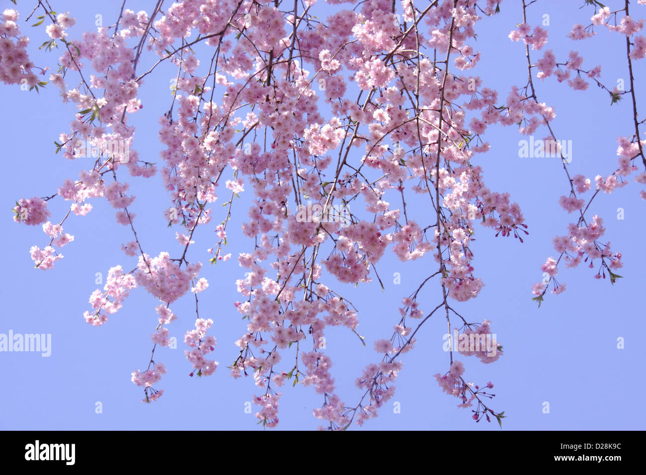Fiori di ciliegio Foto Stock