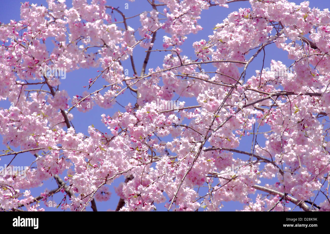 Fiori di ciliegio Foto Stock
