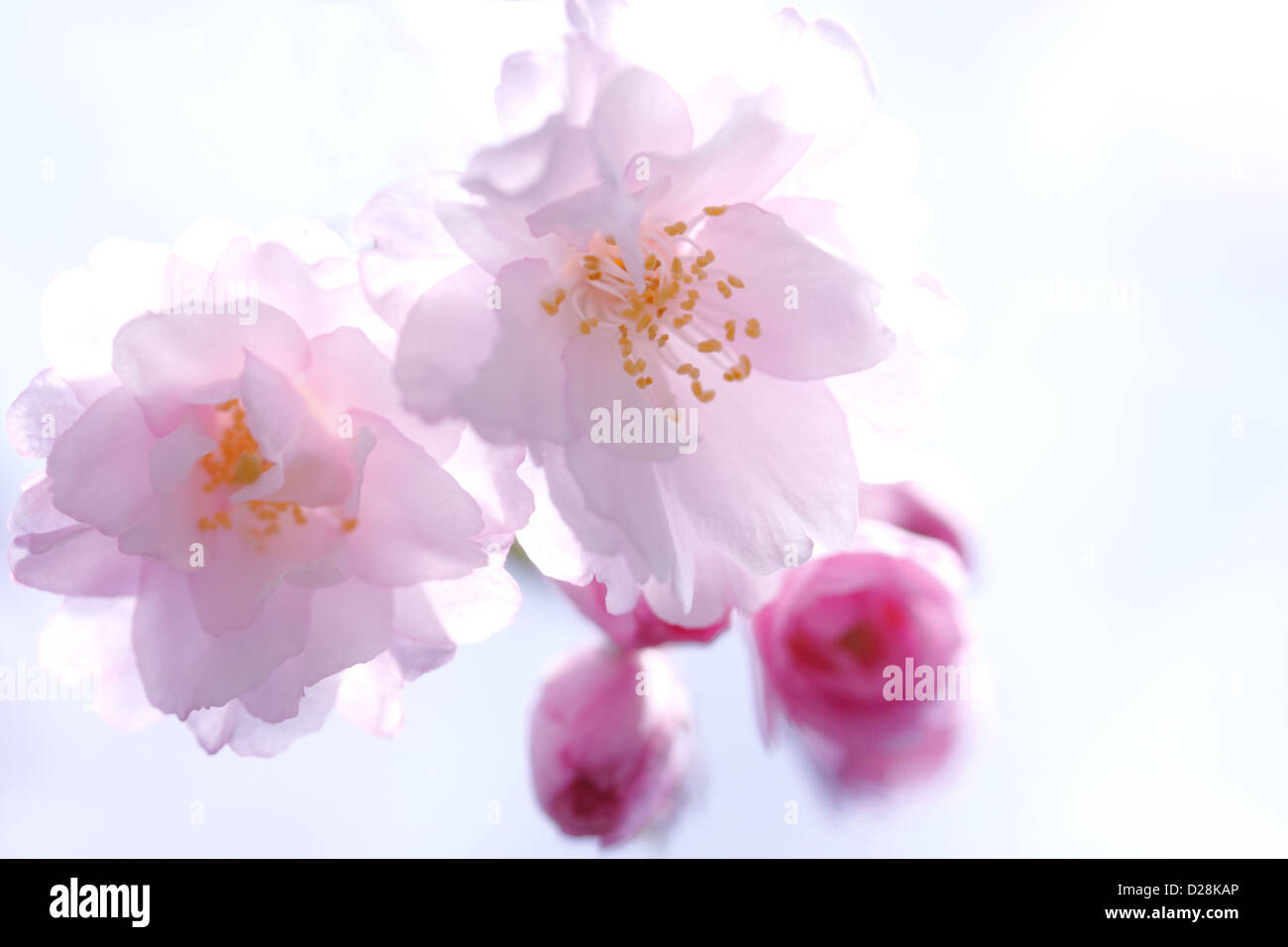 Fiori di ciliegio Foto Stock