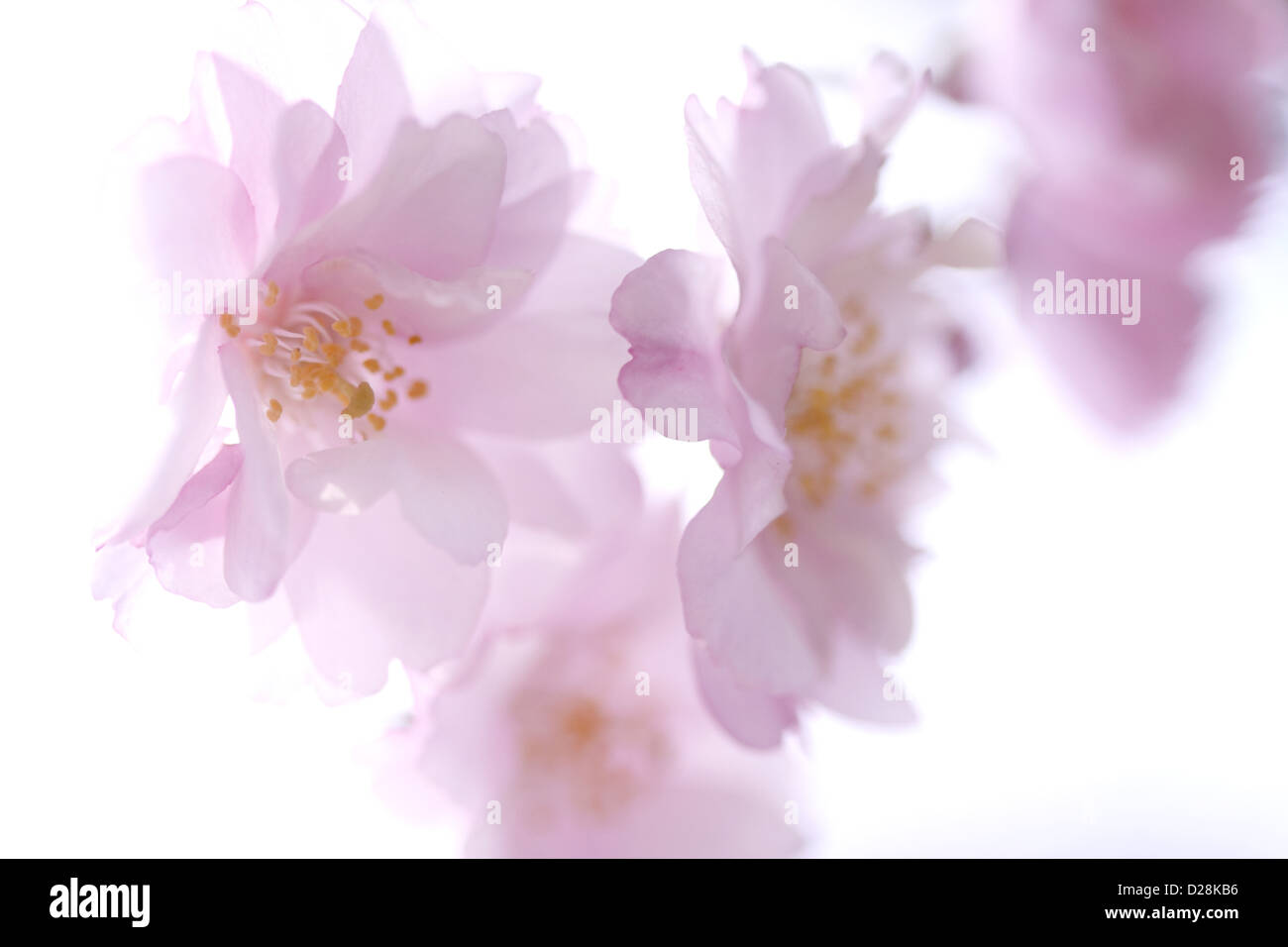 Fiori di ciliegio Foto Stock