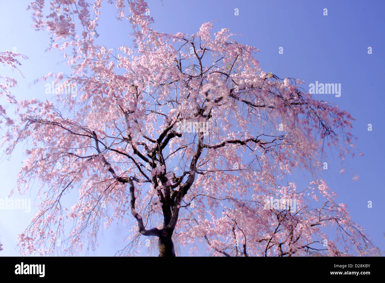 Fiori di ciliegio e blu cielo Foto Stock