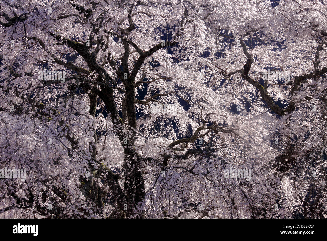 Fiori di ciliegio Foto Stock