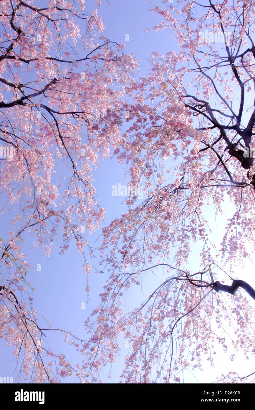 Fiori di ciliegio e blu cielo Foto Stock