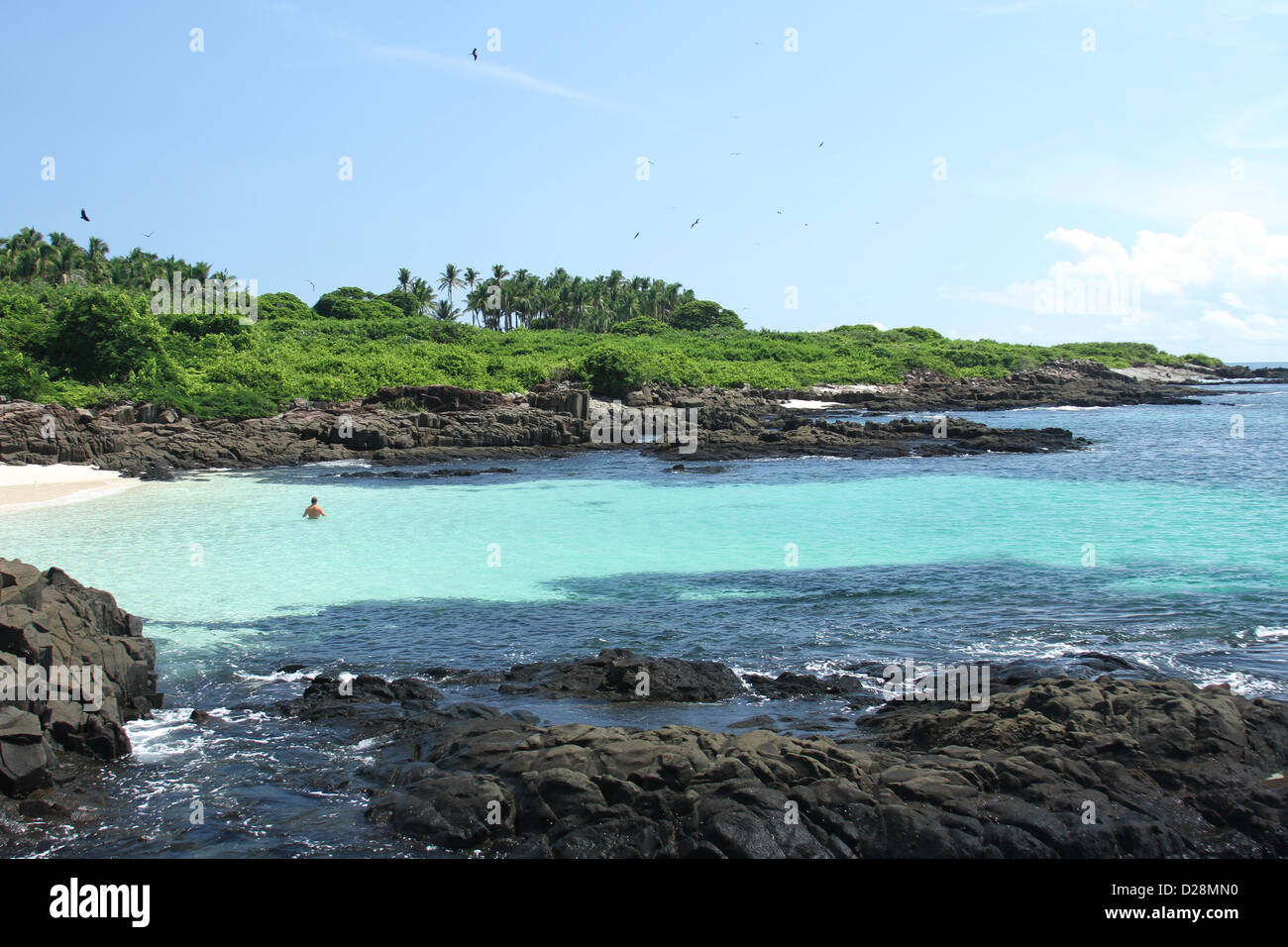 Nuoto al largo di Isla Iguana Foto Stock