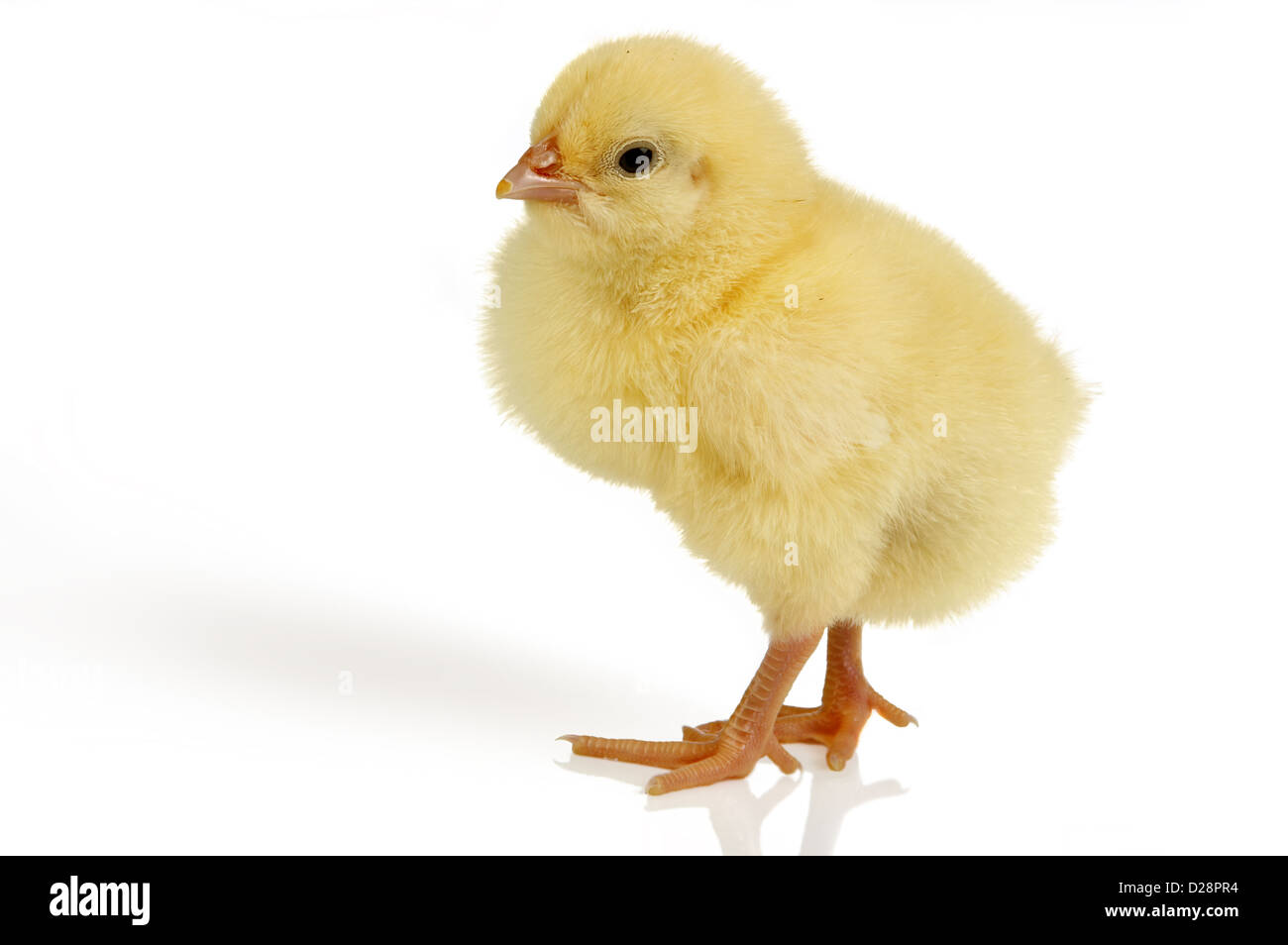 Graziosa piccola Pasqua pulcino, solo 24 ore vecchie, isolato su bianco Foto Stock