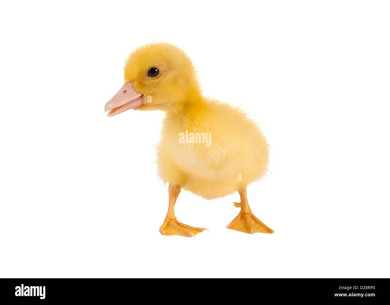 Pasqua isolato anatroccolo di soli tre giorni Foto Stock
