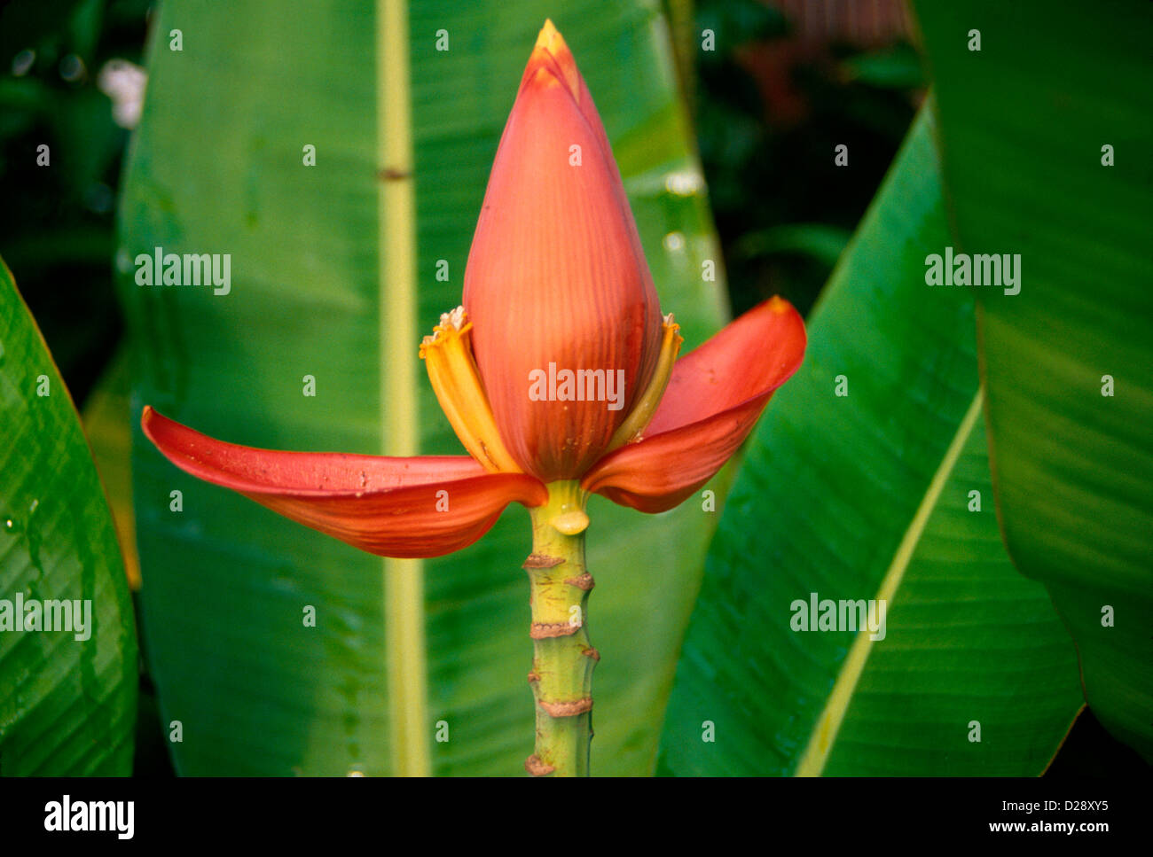 La Giamaica. Banana Flower. Foto Stock