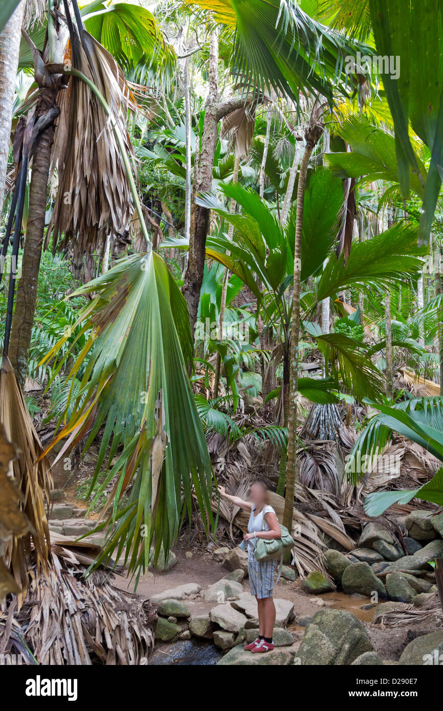 Seychelles Vallee de Mai Foto Stock