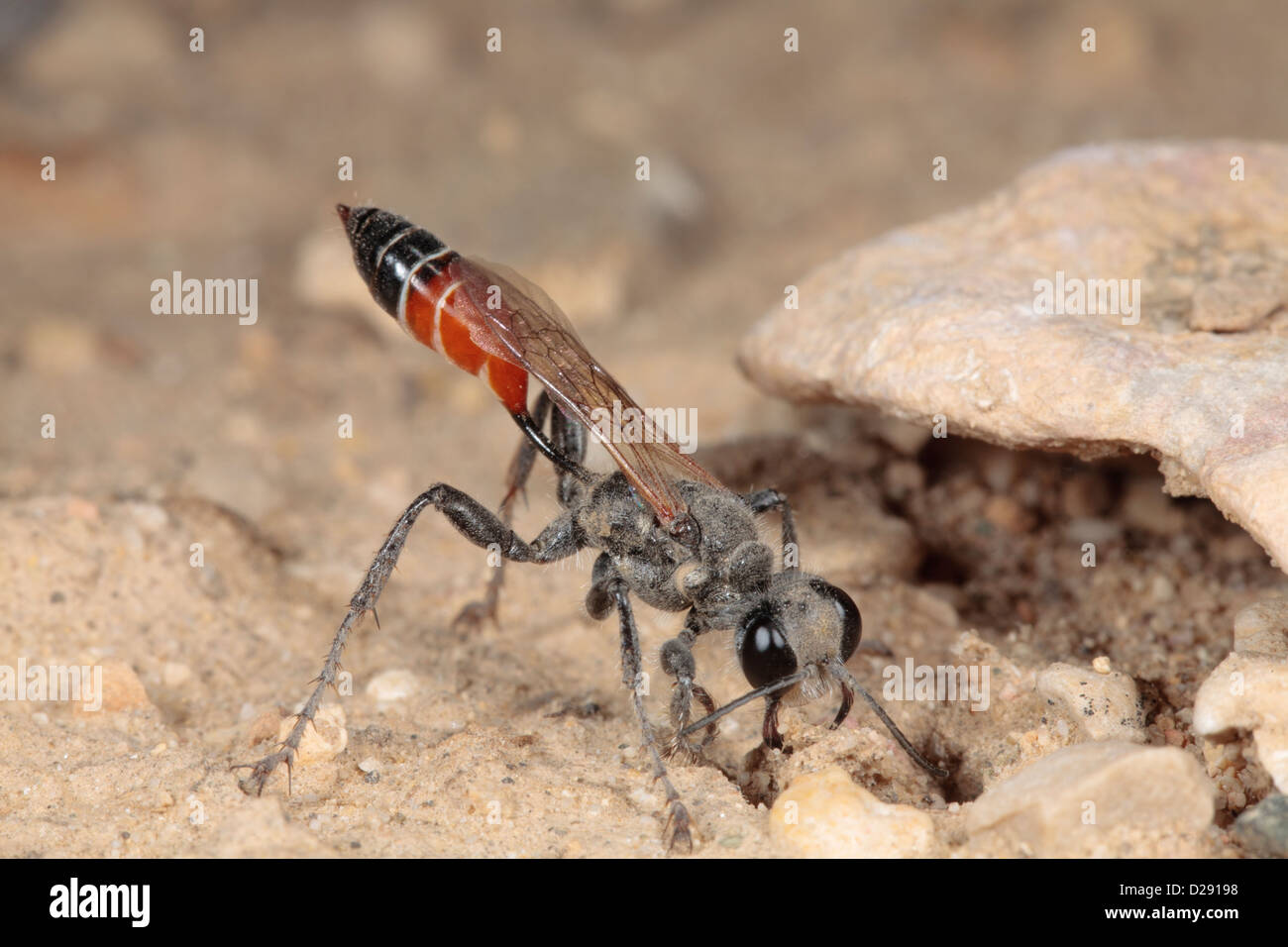 Femmina Digger Wasp (Prionyx kirbii) riempimento di nidificazione di scavare con una piccola pietra. Premio Chaîne des Alpilles, Provenza, Francia. Foto Stock