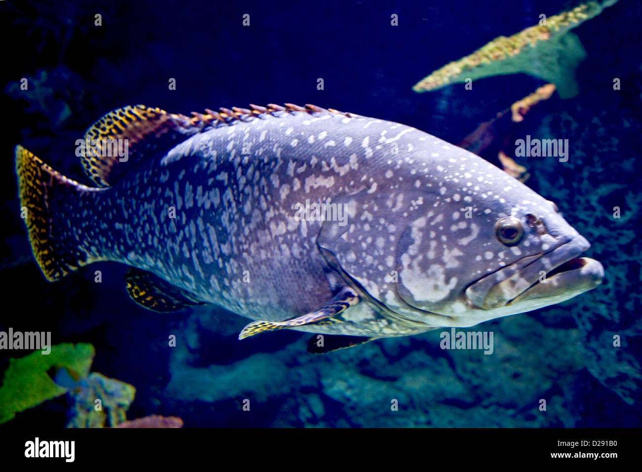 Sale maculato Pesce di acqua Foto Stock