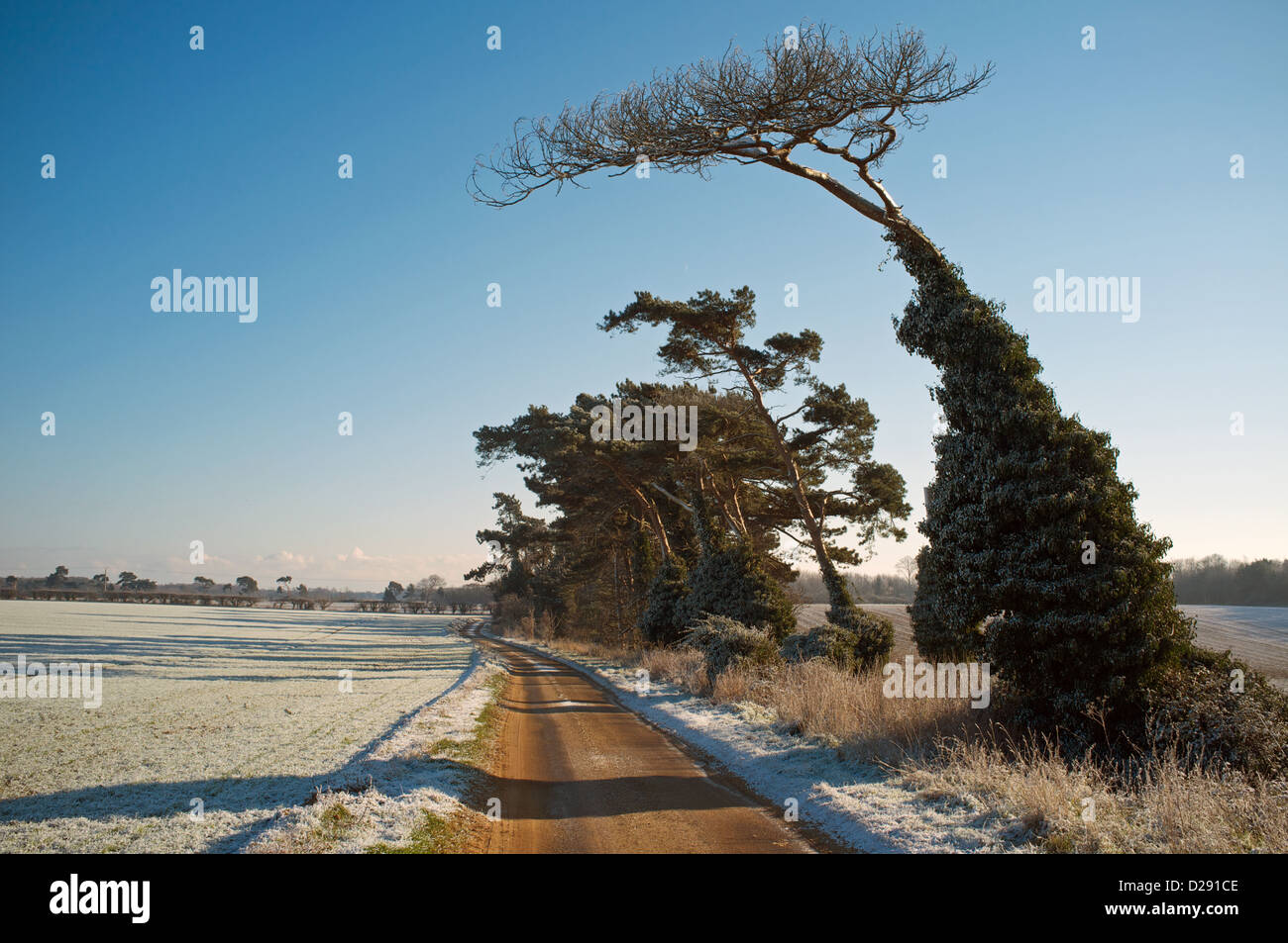 Strada alberata Suffolk in Inghilterra Foto Stock