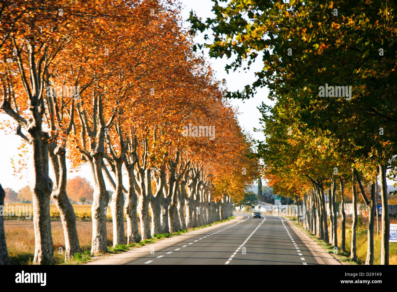 Francia, Tree-Lined Road vicino a Avignon Foto Stock