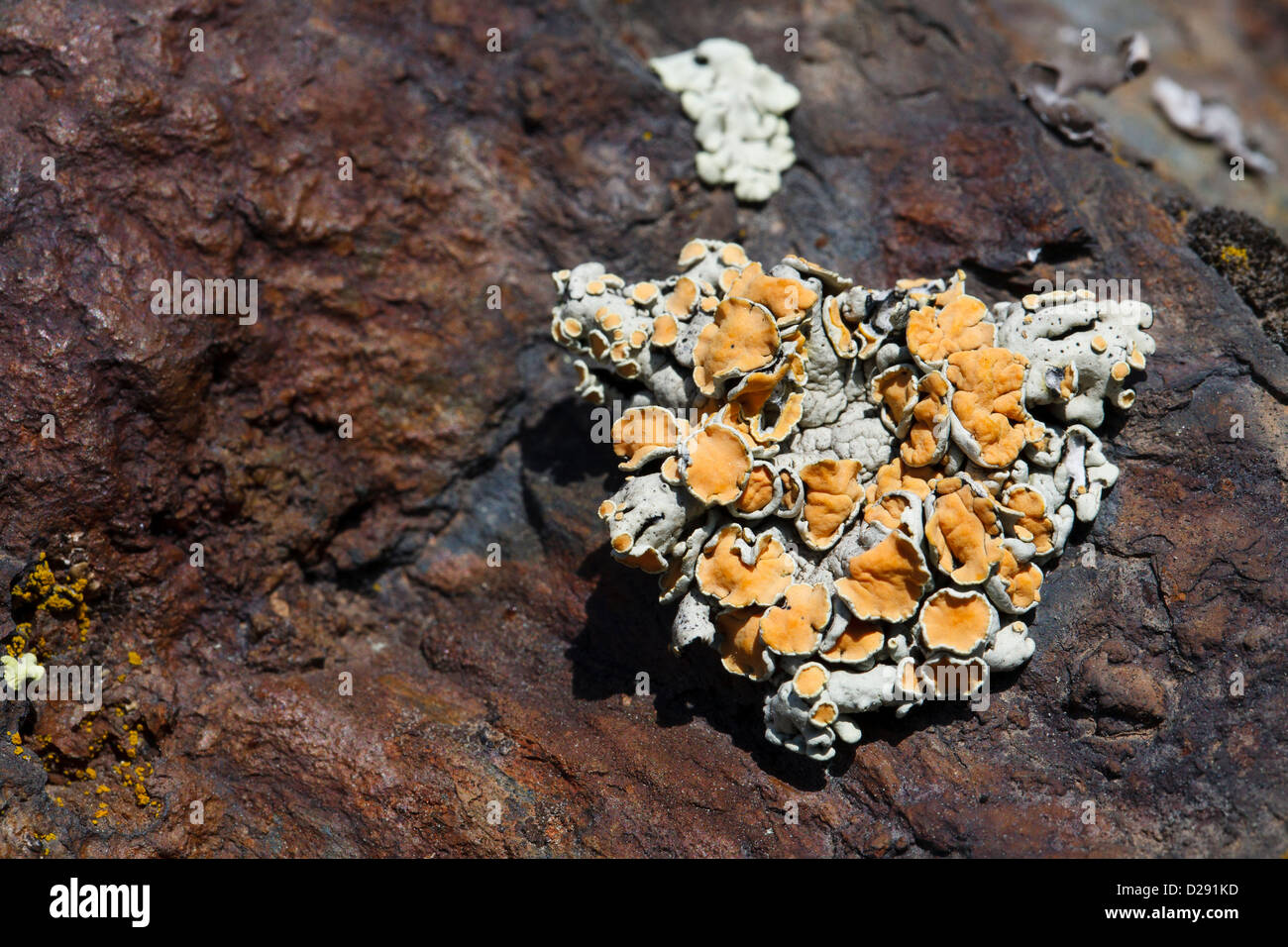 I licheni su di una superficie di roccia. Porté-Puymorens, Pyrénées-Orientales, Francia. Giugno. Foto Stock