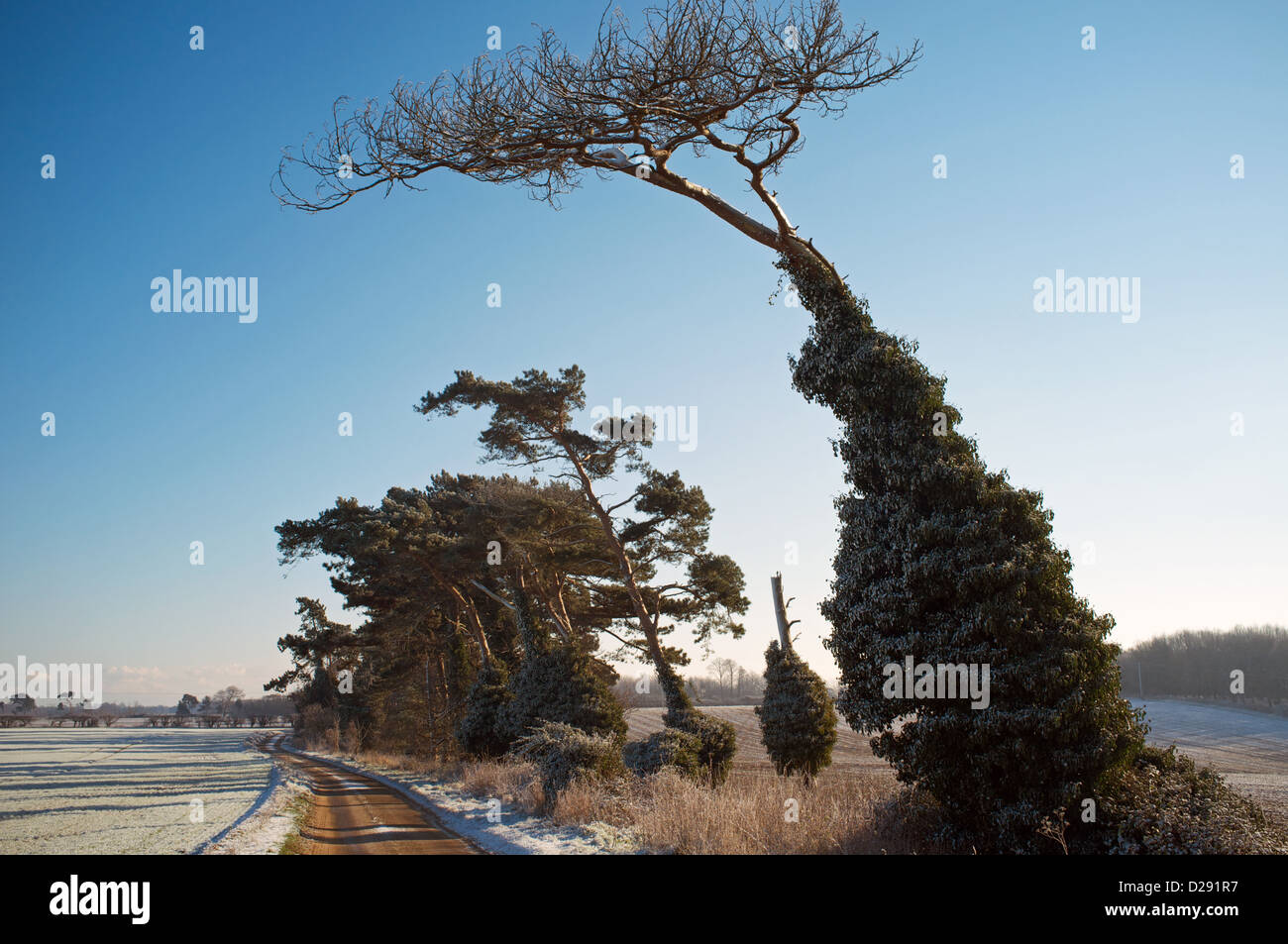 Strada alberata Suffolk in Inghilterra Foto Stock