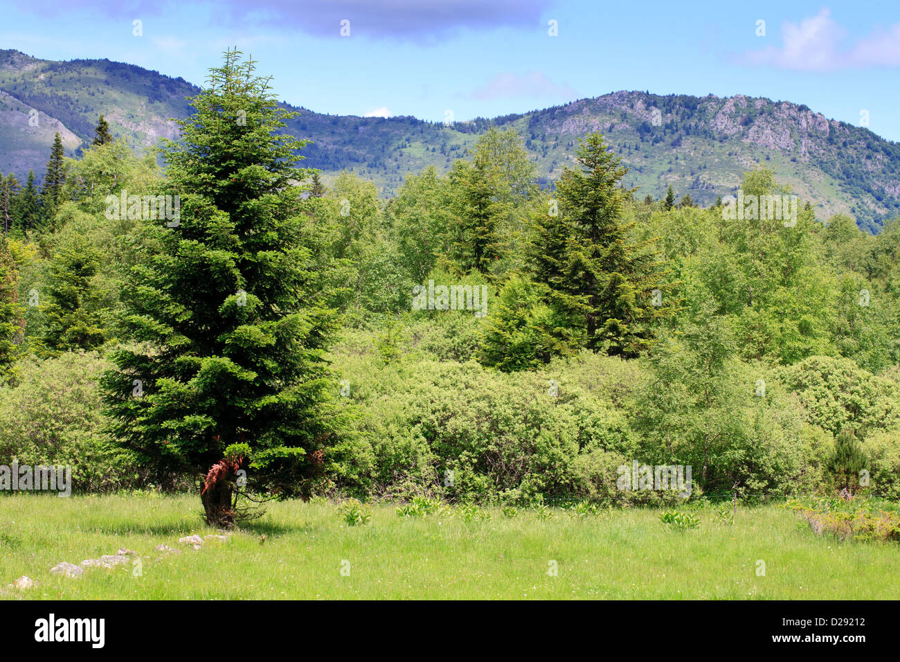 Habitat - prato umido in una foresta nei Pirenei, Aude, Francia. Giugno. Foto Stock