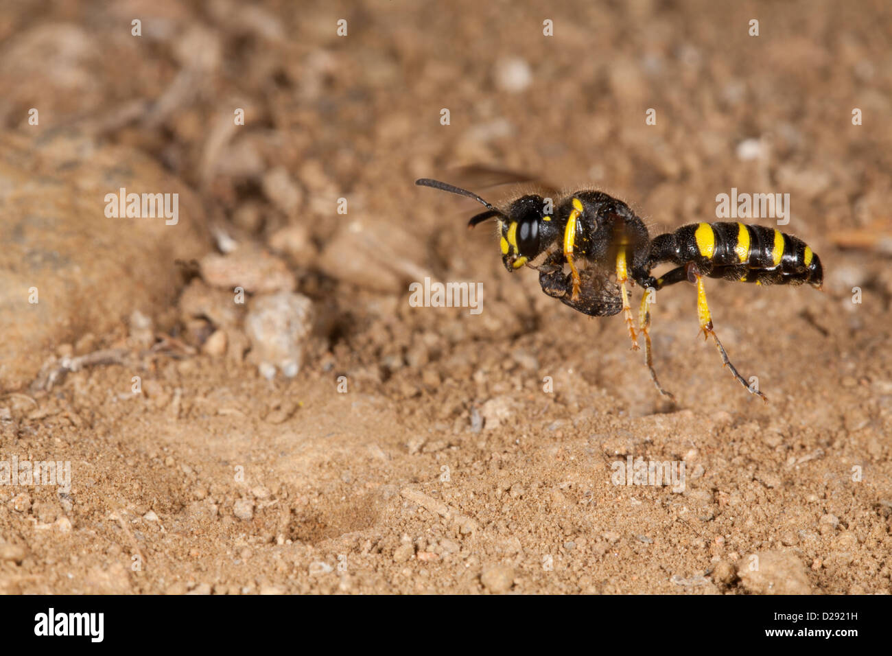 Vespe solitarie Cerceris specie in volo sopra il foro di nido con curculione beetle preda. Pirenei Ariège, Francia. Foto Stock