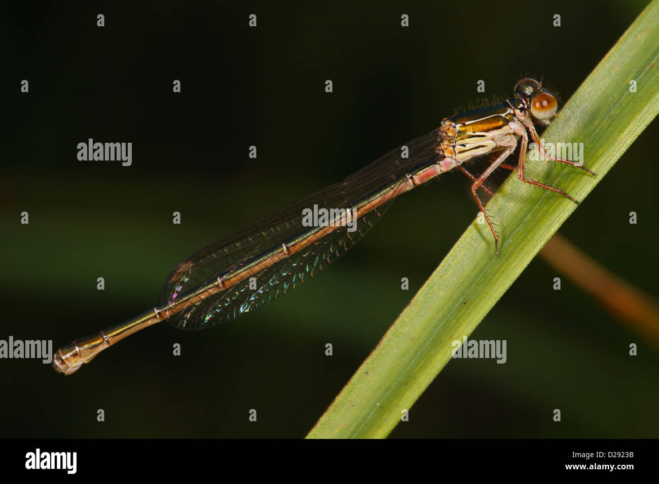 Willow Emerald Damselfly (Lestes [Chalcolestes] viridis) femmina adulta arroccato su una foglia. Foto Stock
