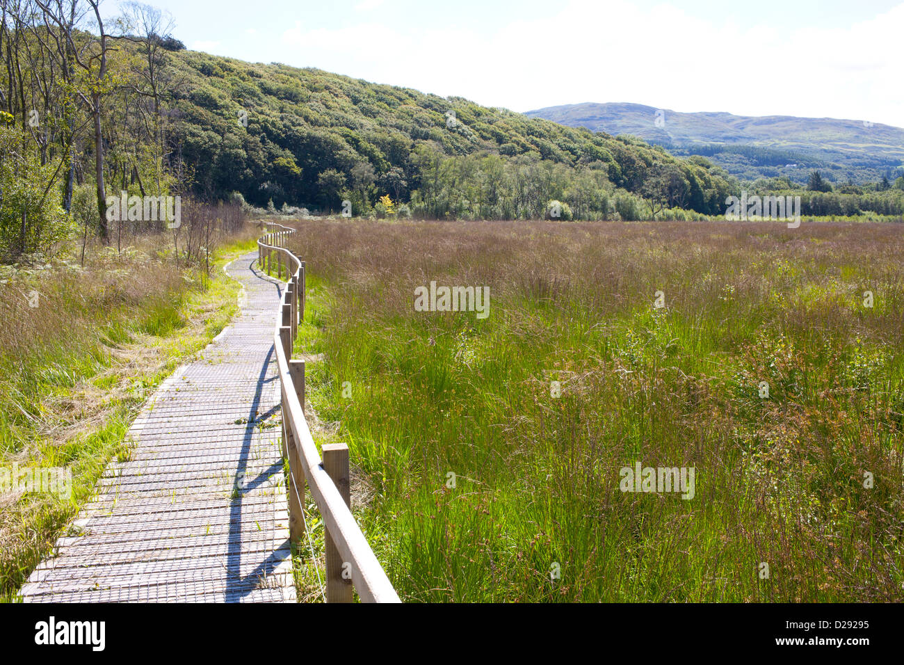 Habitat. Nuova passerella attraverso una palude di bosco. RSPB Ynys Hir riserva. Ceredigion, Galles. Foto Stock