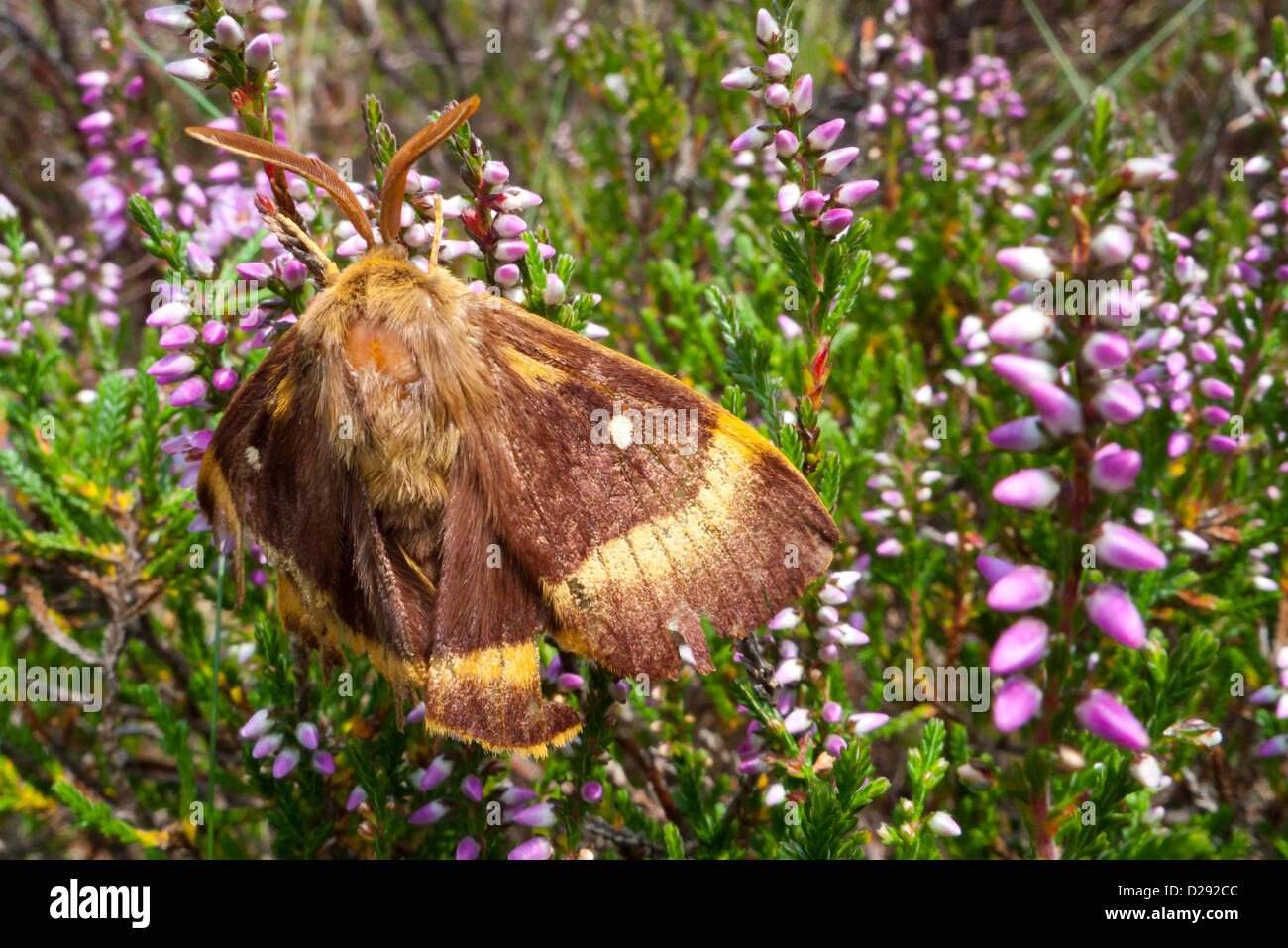 Rovere maschio Eggar tarma (Lasiocampa quercus) poggiante su heather. Powys, Galles. Agosto. Foto Stock