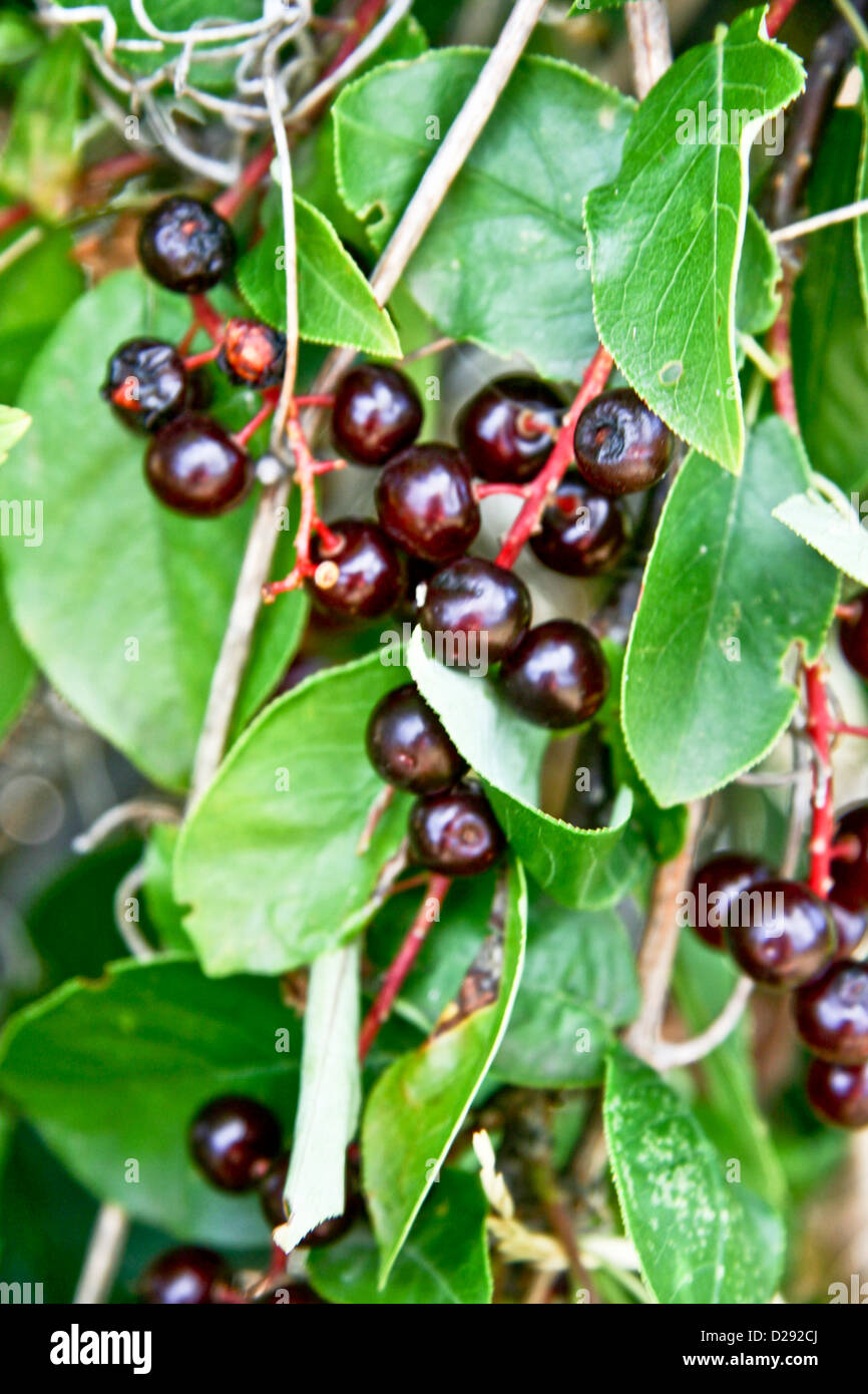 Wild Chokecherries vicino la deposizione delle uova di pesce Canali, St'A'Imc esperienza culturale, Lillooet, B.C., Canada Foto Stock
