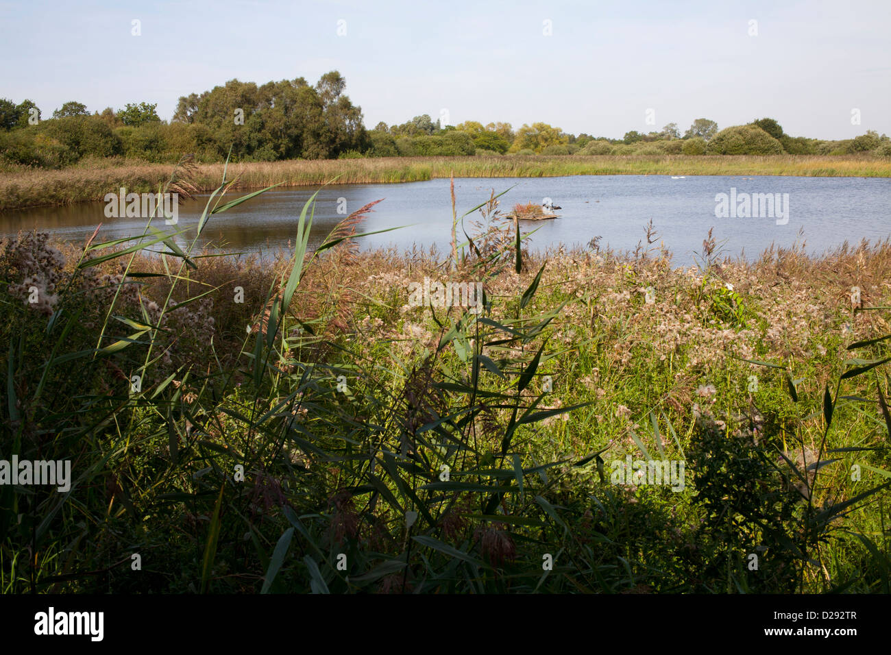 Piscina su una zona umida riserva naturale. Woodwalton Fen NNR. Cambridgeshire, Inghilterra. Settembre. Foto Stock