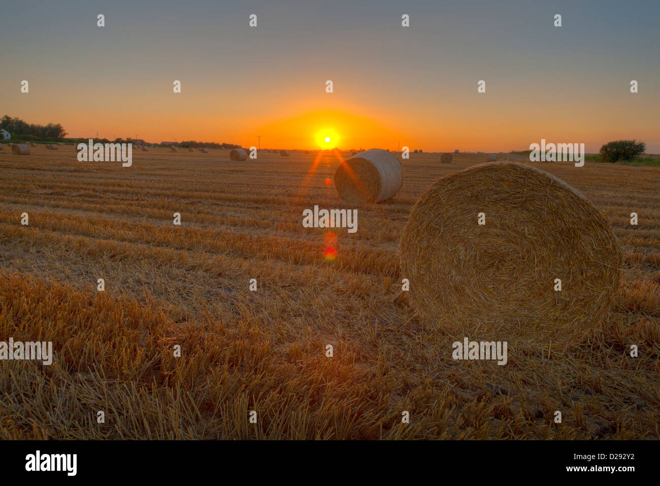 Paesaggio Fenland al tramonto. Rotondo grande balle di paglia in appena raccolti di campo di grano, Cambridgeshire, Inghilterra. Foto Stock
