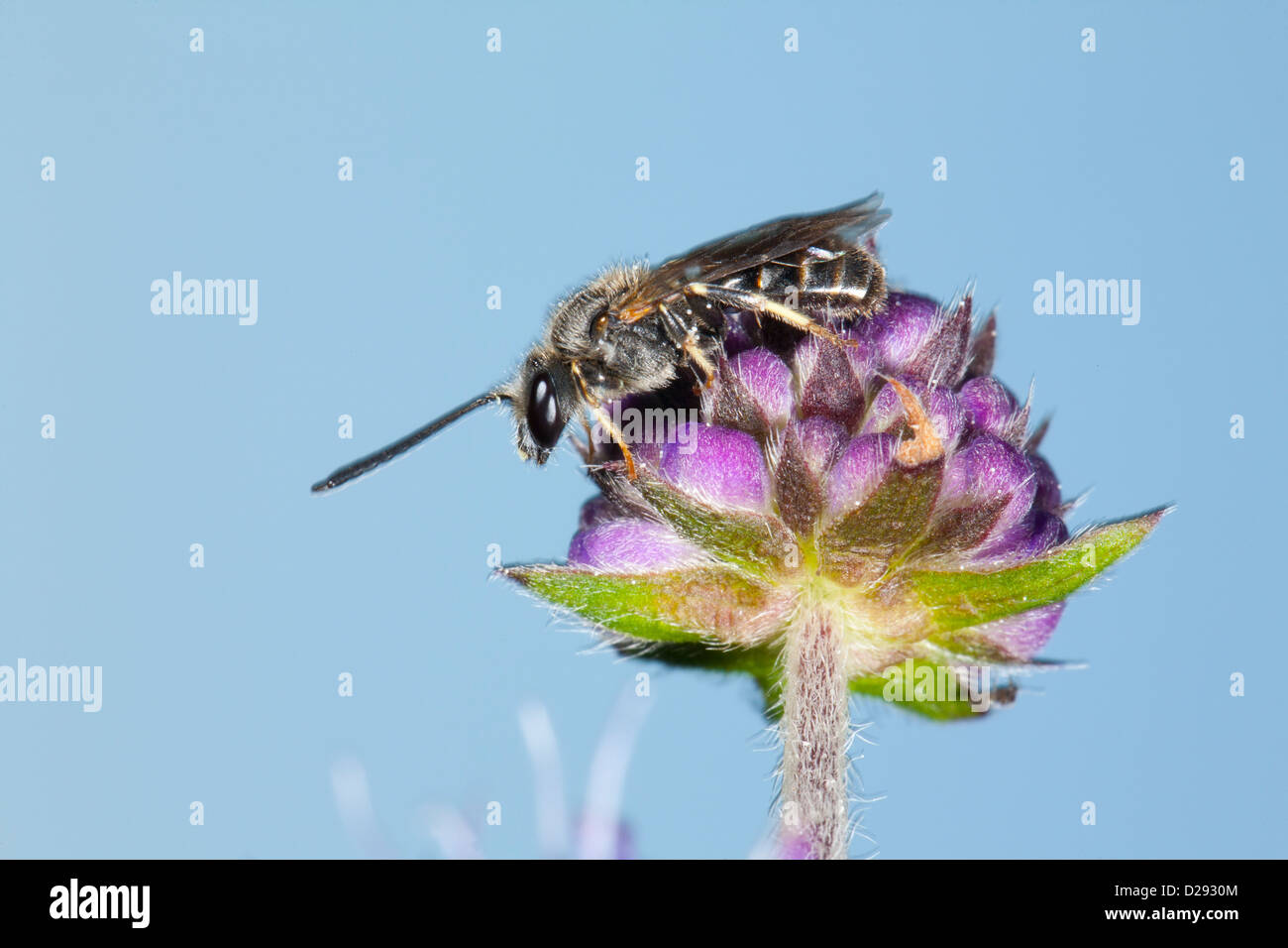 Maschio solco comune-bee Lasioglossum calceatum poggiante su un Devil's-bit scabious fiore. Powys, Galles. Settembre. Foto Stock