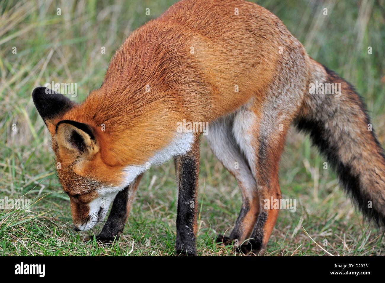 Close-up di Red Fox (Vulpes vulpes vulpes) sniffing al profumo territoriale contrassegnare in Prato Foto Stock