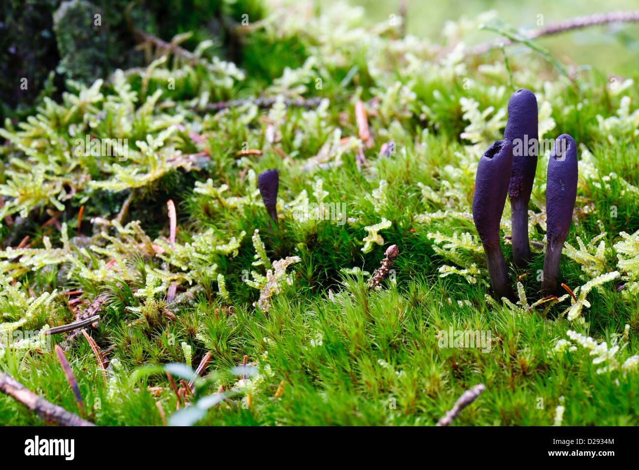 L'Uomo Morto le dita (Xylaria polymorpha) funghi corpi fruttiferi nel bosco. Powys, Galles. Ottobre. Foto Stock