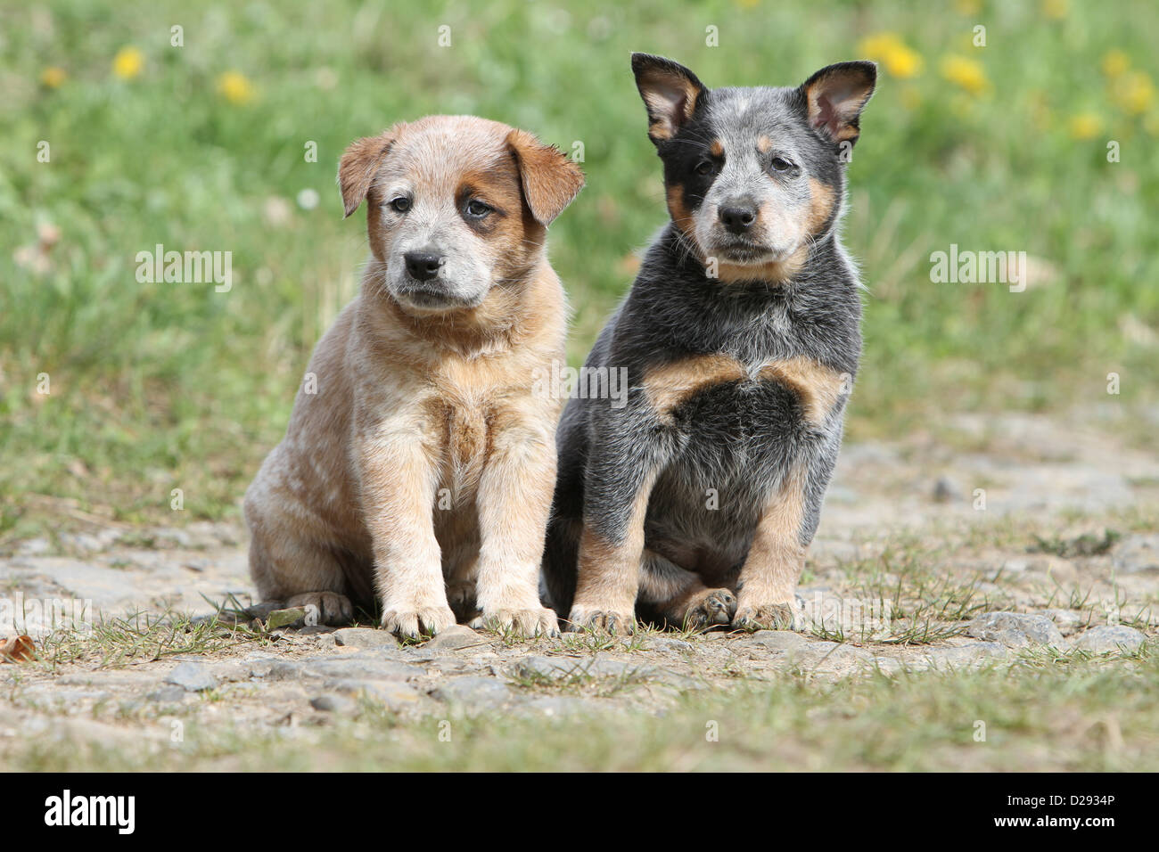 Cane Miniature pinscher due cuccioli (rosso e blu) seduta Foto Stock