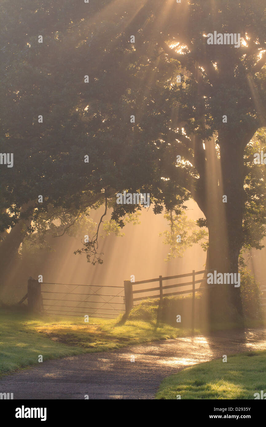 La luce del sole e la nebbia attraverso una quercia sessile (Quercus petraea) albero su di una fattoria. Powys, Galles. Ottobre. Foto Stock