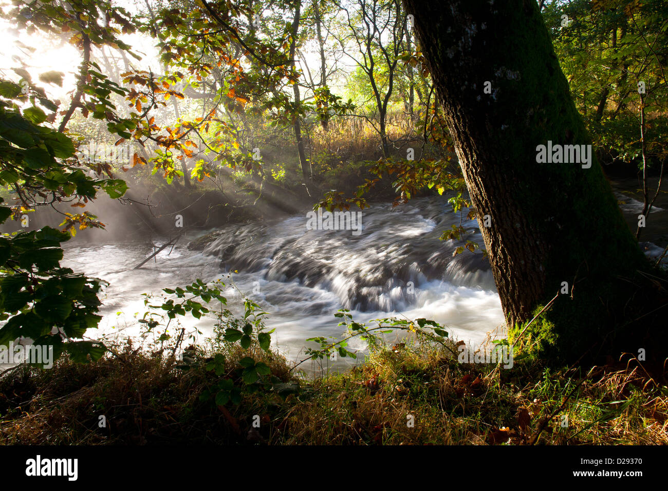 Habitat - quercia da alto fiume Severn a inizio autunno. Vicino a Llanidloes, POWYS, GALLES. Ottobre. Foto Stock