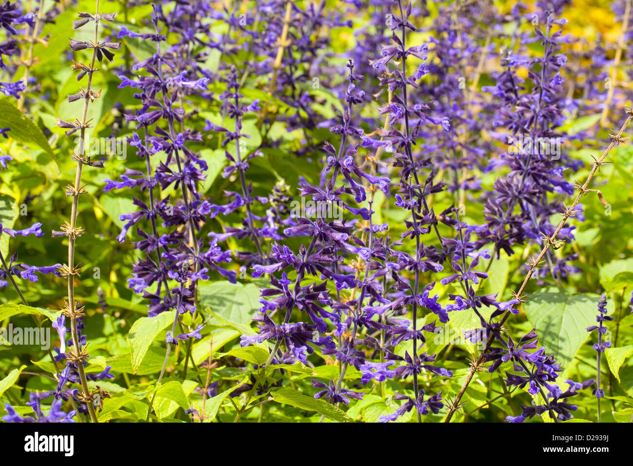 NUOVO agapanthus Indigo SOGNI DARK INDIGO fiori giardino pianta perenne