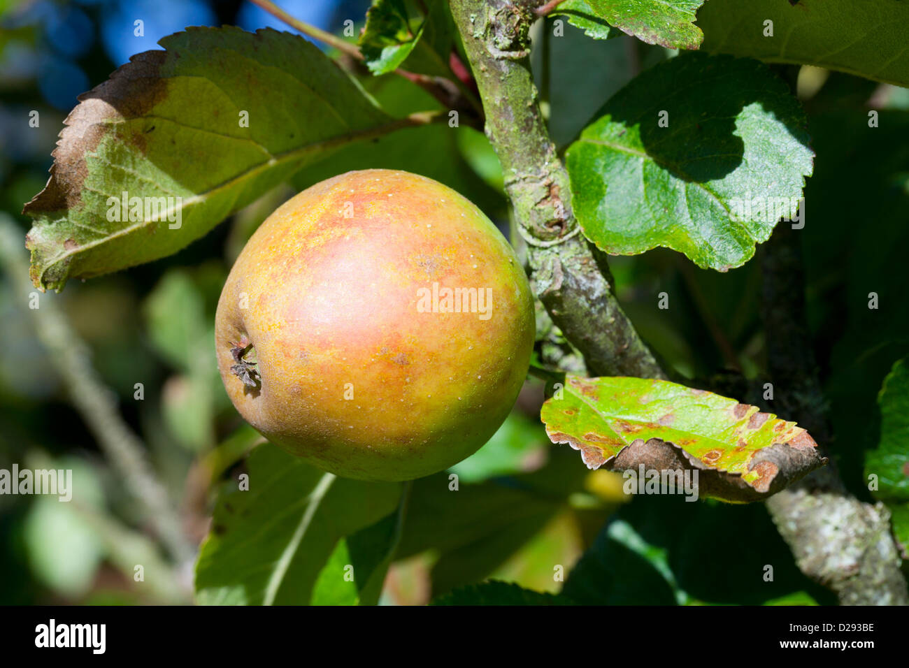 Coltivate Apple (malus domestica) varietà ' Rosmarino Russet'. Una varietà di dessert su un vecchio albero in un frutteto di Powys, Galles. Foto Stock