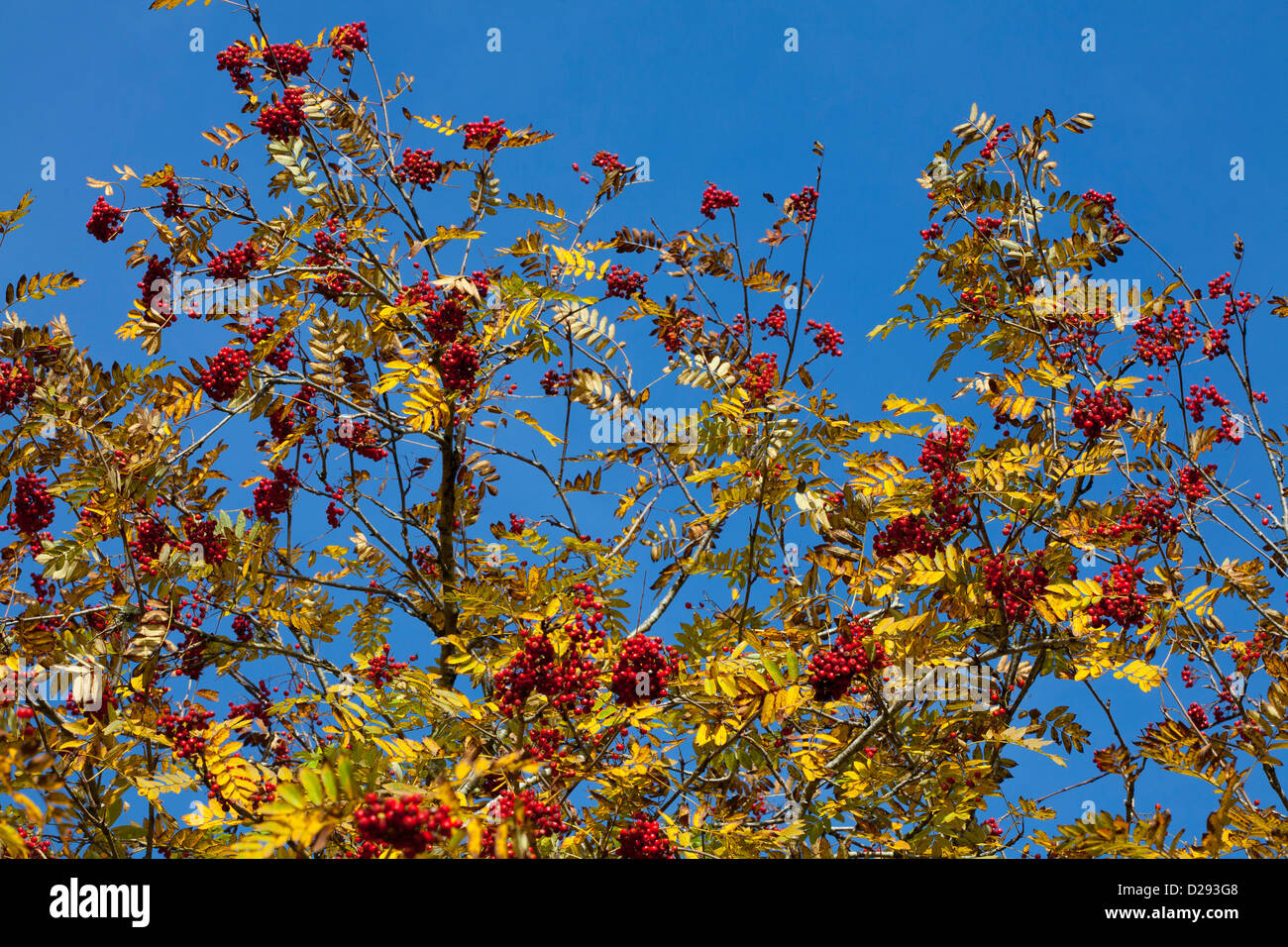 Bacche e foglie di autunno di Rowan o in montagna il frassino (Sorbus aucuparia). Powys, Galles. Ottobre. Foto Stock