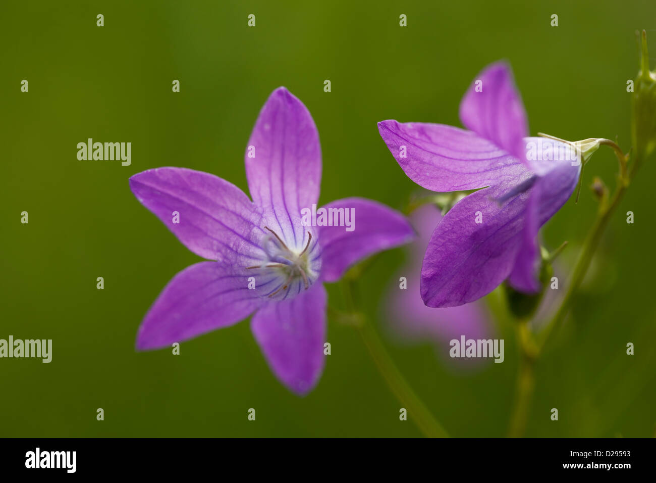 Fiore viola harebell (Campanula patula) sul prato Foto Stock