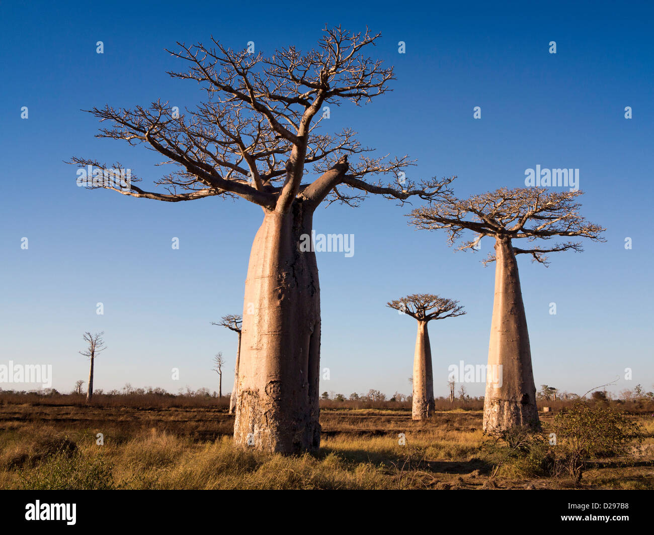 Madagascar, Morondava, alberi di baobab Foto Stock