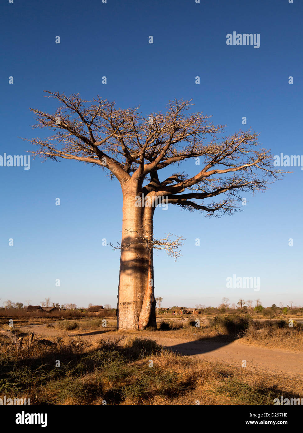 Madagascar, Morondava, baobab, Adansonia grandidieri Foto Stock