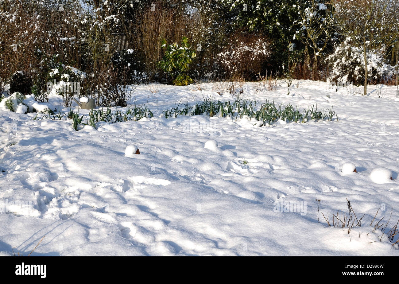 Orto sotto la neve in gennaio. Foto Stock