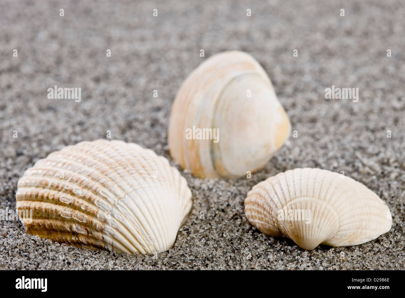 Conchiglie sulla spiaggia Foto Stock