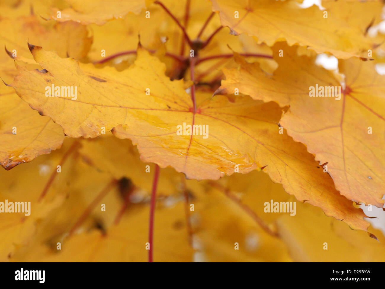 Close up wet foglie di giallo Foto Stock