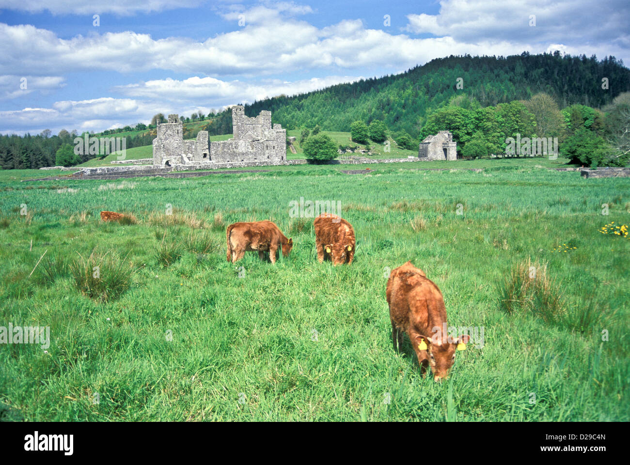 L'Irlanda. Contea Westmeath. Fore le rovine dell'Abbazia. Foto Stock